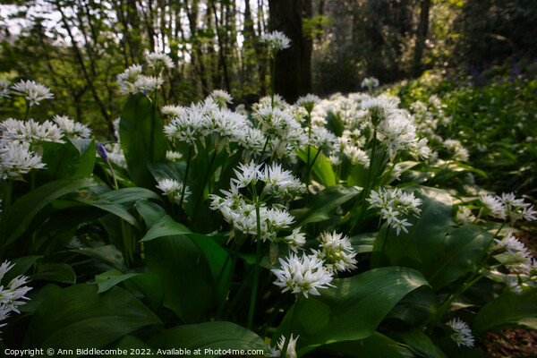 Wild garlic in the forest Picture Board by Ann Biddlecombe
