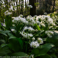Buy canvas prints of Wild garlic in the forest by Ann Biddlecombe