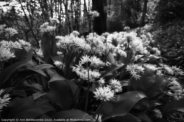 Wild garlic in the forest in monochrome Picture Board by Ann Biddlecombe