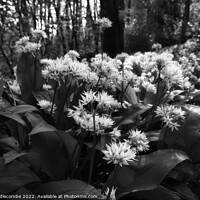 Buy canvas prints of Wild garlic in the forest in monochrome by Ann Biddlecombe