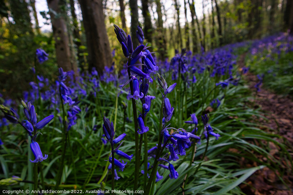 Bluebells in the forest Picture Board by Ann Biddlecombe