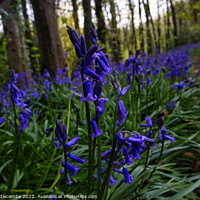 Buy canvas prints of Bluebells in the forest by Ann Biddlecombe