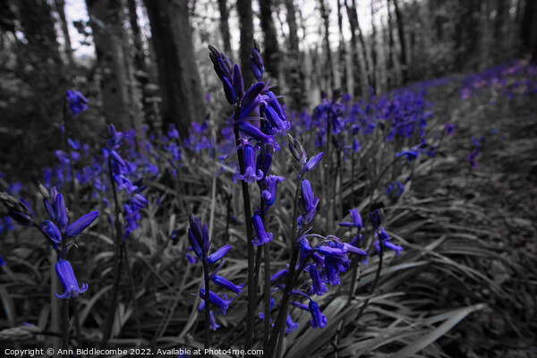 Bluebells in the forest in spot colour Picture Board by Ann Biddlecombe
