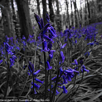 Buy canvas prints of Bluebells in the forest in spot colour by Ann Biddlecombe