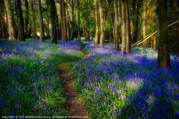 Follow the path through the bluebells Picture Board by Ann Biddlecombe