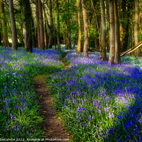 Buy canvas prints of Follow the path through the bluebells by Ann Biddlecombe