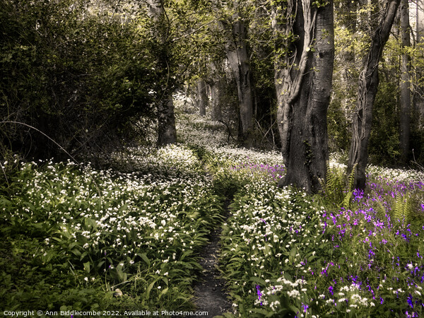 garlic flowers and bluebells in the woods Picture Board by Ann Biddlecombe