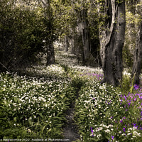 Buy canvas prints of garlic flowers and bluebells in the woods by Ann Biddlecombe