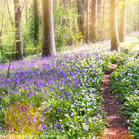 Buy canvas prints of Magical mystical spring forest by Ann Biddlecombe