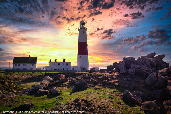 Portland Bill's lighthouse Picture Board by Ann Biddlecombe