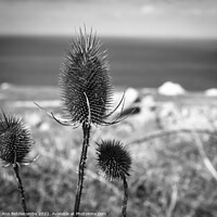 Buy canvas prints of Thistles on the cliff by Ann Biddlecombe