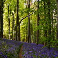 Buy canvas prints of A walk in the bluebells by Ann Biddlecombe