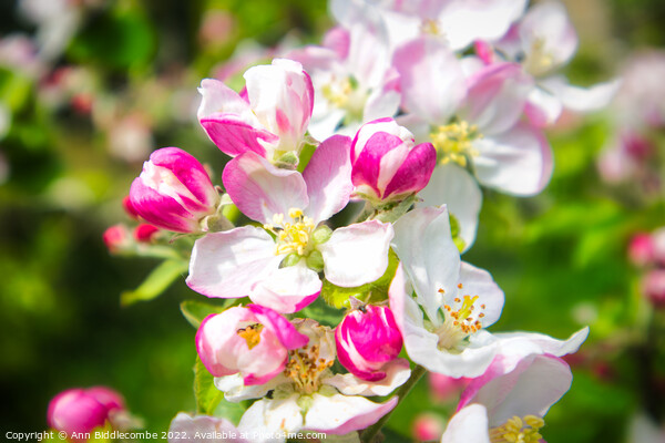 Apple Blossom  Picture Board by Ann Biddlecombe