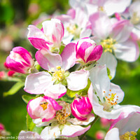 Buy canvas prints of Apple Blossom  by Ann Biddlecombe