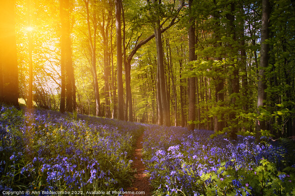 Bluebell forest at sunrise  Picture Board by Ann Biddlecombe