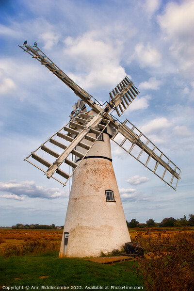 Windmill in the Norfolk Broards Picture Board by Ann Biddlecombe