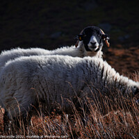 Buy canvas prints of Swaledale sheep in the Peak District  by Ann Biddlecombe