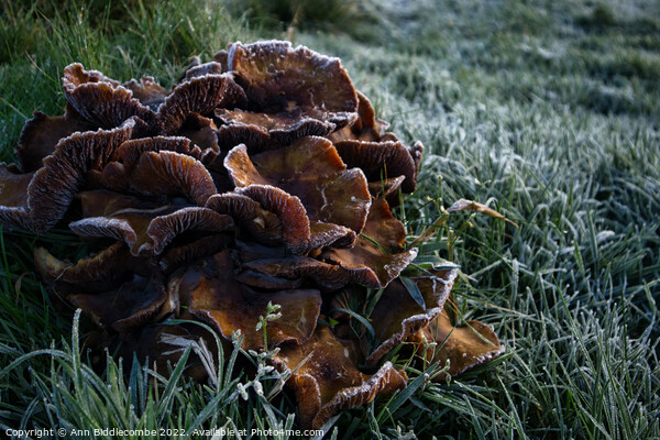 Frosty fungus Picture Board by Ann Biddlecombe