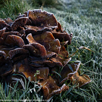 Buy canvas prints of Frosty fungus by Ann Biddlecombe