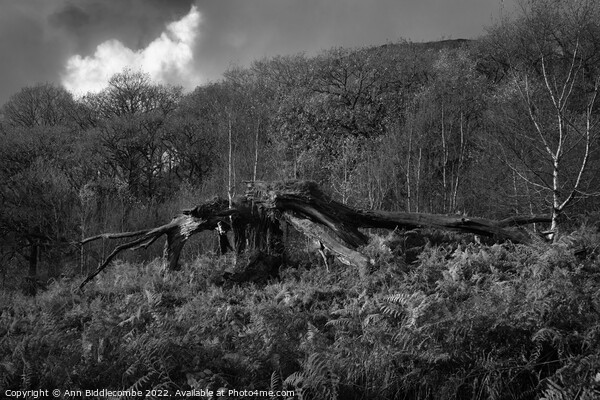 Tree killed by lightening reborn Picture Board by Ann Biddlecombe