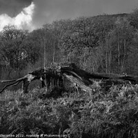 Buy canvas prints of Tree killed by lightening reborn by Ann Biddlecombe