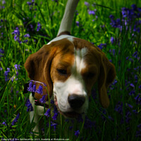 Buy canvas prints of Beagle in bluebells by Ann Biddlecombe