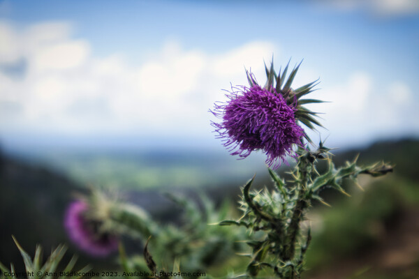 Thistles on the cliff at Cheddar Gorge Picture Board by Ann Biddlecombe
