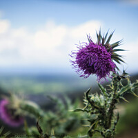Buy canvas prints of Thistles on the cliff at Cheddar Gorge by Ann Biddlecombe