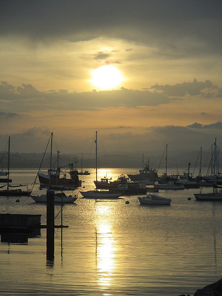  Brixham boats by sunset Picture Board by Ann Biddlecombe