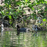 Buy canvas prints of coot family out for a swim by Ann Biddlecombe