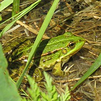 Buy canvas prints of Green Frog by Ann Biddlecombe