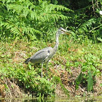 Buy canvas prints of Local French Heron by Ann Biddlecombe