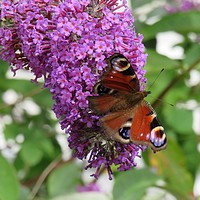 Buy canvas prints of              Beautiful Butterfly                   by Ann Biddlecombe