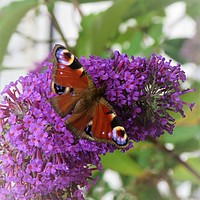 Buy canvas prints of                               Peacock butterfly  by Ann Biddlecombe
