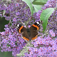 Buy canvas prints of  Red admiral  butterfly by Ann Biddlecombe