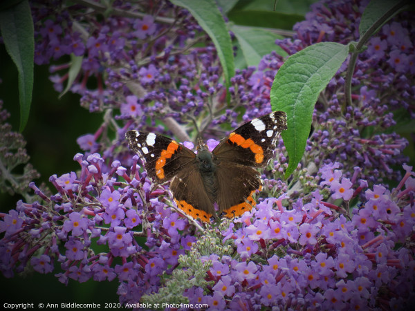 Red Admiral Butterfly Enjoying the Blossom Picture Board by Ann Biddlecombe