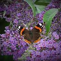 Buy canvas prints of Red Admiral Butterfly Enjoying the Blossom by Ann Biddlecombe