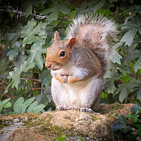Buy canvas prints of Look out Squirrel by Ann Biddlecombe