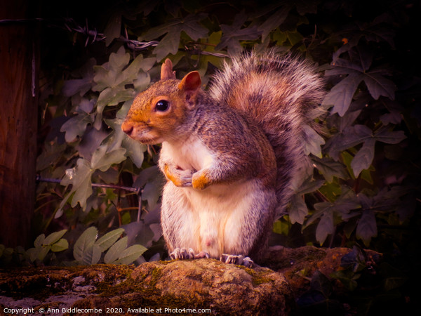 Watching Squirrel  Picture Board by Ann Biddlecombe