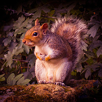 Buy canvas prints of Watching Squirrel  by Ann Biddlecombe