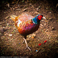 Buy canvas prints of Pheasant on the prowl by Ann Biddlecombe