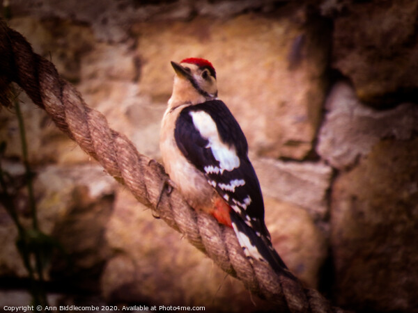 Woodpecker Picture Board by Ann Biddlecombe