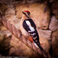 Buy canvas prints of Woodpecker by Ann Biddlecombe