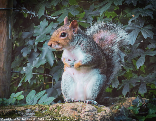 A squirrel standing on a stone wall looking Picture Board by Ann Biddlecombe