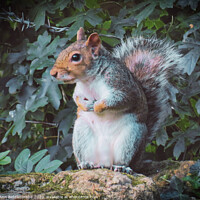 Buy canvas prints of A squirrel standing on a stone wall looking by Ann Biddlecombe