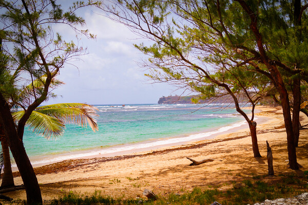 Barbados Beach on the Coast Picture Board by Ann Biddlecombe