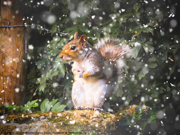 Winter Squirrel Picture Board by Ann Biddlecombe