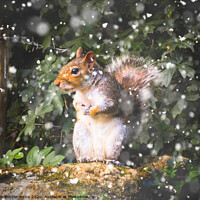 Buy canvas prints of Winter Squirrel by Ann Biddlecombe