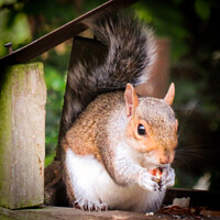 Buy canvas prints of A close up of a squirrel eating a nut by Ann Biddlecombe