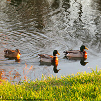 Buy canvas prints of Three ducks swimming at sunset by Ann Biddlecombe